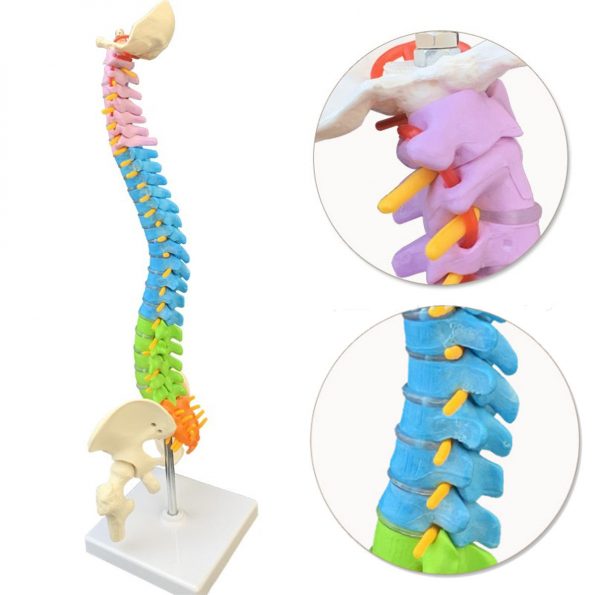 45cm Colorful Wervelkolom Human Spine Anatomisch Model Skelet Medical